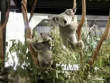 Female koala fights back