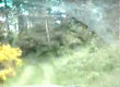 Off roading takes bad turn