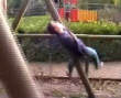 Stupid videos : Central sussex swing mishap