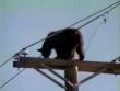 Funny animals : Bear climbs a telephone pole