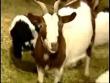 Weird fainting goats