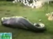 Funny videos : Snake eats a hippo
