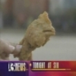 Extreme videos: Macdonalds macchicken