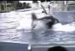 Funny videos : Killer killer whale