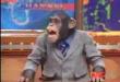 Funny videos : Chimp chat show
