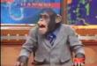 Funny videos : Chimp chat show