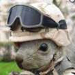 Funny animals: Miltary squirrel