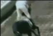 Funny videos : Incredable horse crash