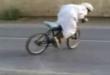 Funny videos : Donuts on a bike