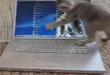 Funny videos : Kitten playing with a laptop