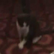 Funny videos : Dancing kitty