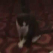 Dancing kitty