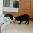 Funny cats: Cat fight
