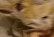 Kitten in a woodchipper