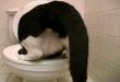 Funny cats : Cat on a loo