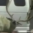 Funny videos : Live deer