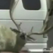 Live deer