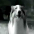 Funny videos : Kungfu lassie