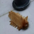 Funny videos : Worlds scariest caterpillar