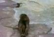Funny videos : Monkey with a mirror