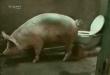 Funny videos : Smart pig