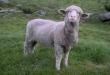 Funny videos : Sheep rockin out to acdc!