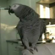 Funny videos : Beatboxing parrot