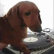 Funny dogs : Dj doggy fresh