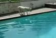 Funny dogs : Dogfish