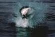 Great white shark
