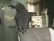 Funny videos : Cleaver parrot