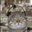 Funny cats : Cats listenin to music