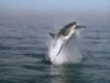 Funny videos : Shark video