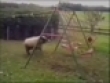 Headbutting sheep