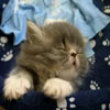 Cutest kitten falling asleep