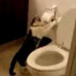 Funny cats : Add cat flushing toilet