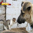 Cute puppy and kitty