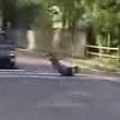 Worm stoplight video