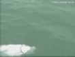 Shark attack
