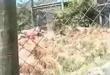 Guy mauled by lions