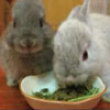 Adorable bunnies