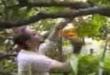 Tree to the face
