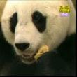 Funny videos : Baby panda scares momma panda