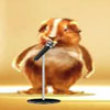Funny videos : Hamster dance video