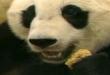 Funny videos : Cute baby panda