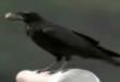 Funny videos : Genius crows