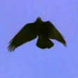 Funny videos : Smart ass crows