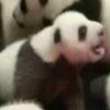 Funny videos : Baby pandas