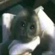 Funny videos : Sleepy monkeys