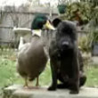 Funny videos : Duck being a jerk